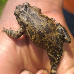 Sclerophrys kisoloensis