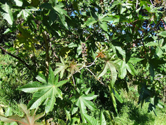 Ricinus communis