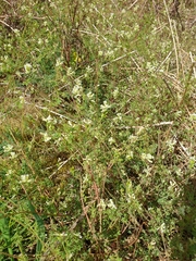 Ceratocapnos claviculata