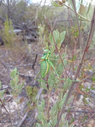 Steropleurus Recticarinatus