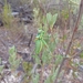 Steropleurus recticarinatus - Photo (c) Daniel Oliveira, some rights reserved (CC BY-NC), uploaded by Daniel Oliveira