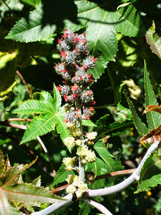 Ricinus communis