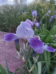 Iris × hybrida