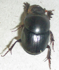 Euonthophagus carbonarius