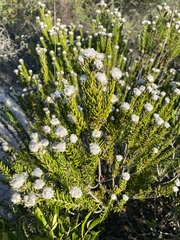 Phyliceae