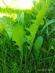 Taraxacum officinale