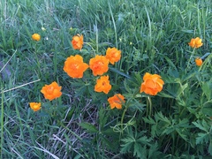 Trollius asiaticus