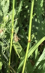 Chorthippus apricarius