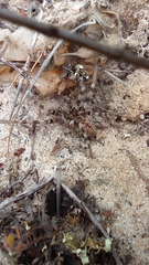 Eusparassus