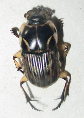 Oniticellus formosus