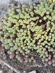 Sedum pallidum