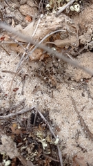 Eusparassus