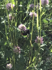 Bombus