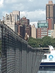 Buteo jamaicensis
