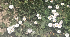 Convolvulus arvensis