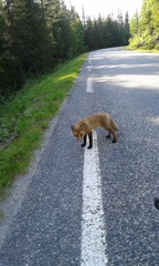 Vulpes vulpes vulpes