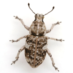 Colecerus marmoratus
