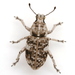 Texas Marbled Weevil - Photo (c) Mike Quinn, Austin, TX, some rights reserved (CC BY-NC), uploaded by Mike Quinn, Austin, TX