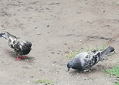 Columba livia