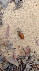 Hycleus duodecimpunctatus