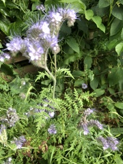 Phacelia tanacetifolia