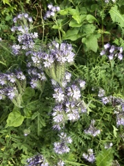 Phacelia tanacetifolia