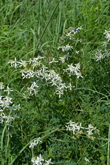 Clematis lathyrifolia