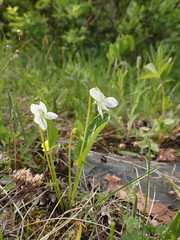 Viola patrinii