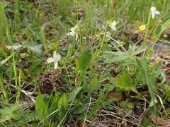 Viola patrinii