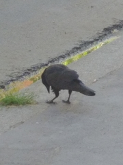 Corvus corone