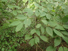 Acer carpinifolium