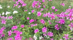 Catharanthus roseus
