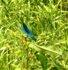 Calopteryx splendens