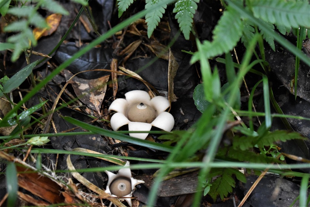 Geastrum saccatum · January 2021 · photo: © vero1304 (iNaturalist, cc-by-nc)
