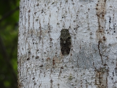 Platypleura kaempferi