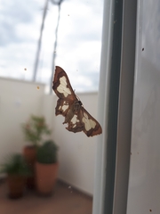 Pseudasellodes laternaria