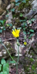 Hieracium bifidum