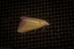 Phytometra laevis