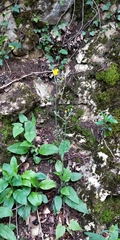Hieracium bifidum
