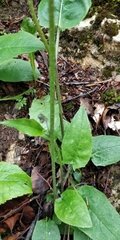Hieracium bifidum