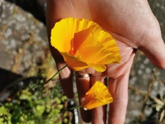Eschscholzia californica
