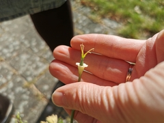 Eschscholzia californica