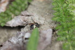 Andrena alleghaniensis