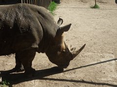 Rhinocerotidae