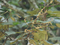 Mallotus tetracoccus