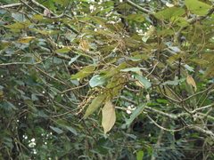 Mallotus tetracoccus