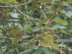 Mallotus tetracoccus