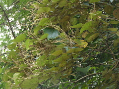 Mallotus tetracoccus