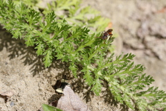 Nomada australis