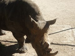 Rhinocerotidae